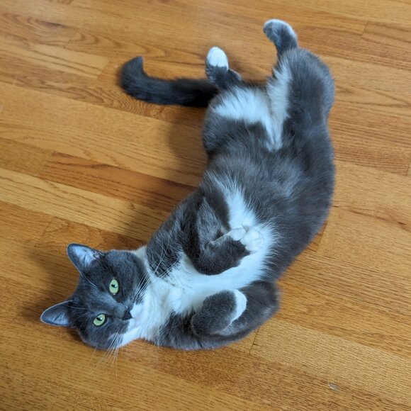 Meet your Posher, Jeanne - Picture 1 of 1